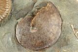 Fossil Ammonites (Sphenodiscus & Jeletzkytes) - South Dakota #189320-2